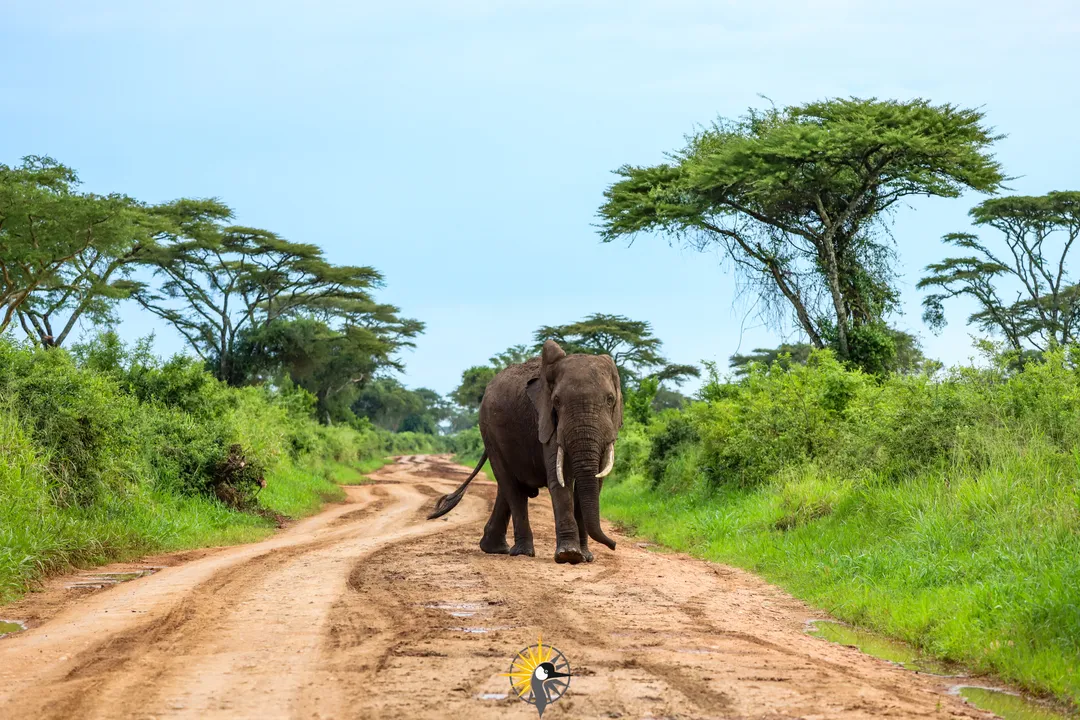 Africa elephant