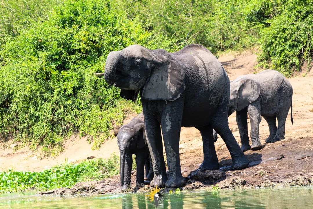 African elephant