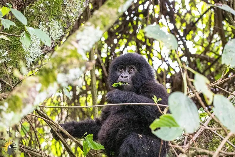 female gorilla 
                              