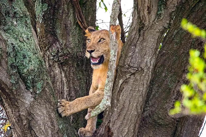 climbing lion in acacia
                                
                              