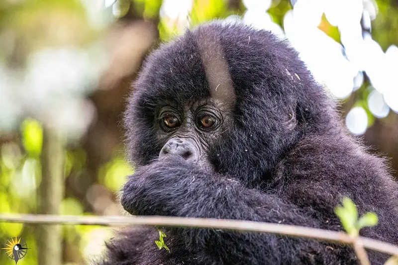 female gorilla close
                              