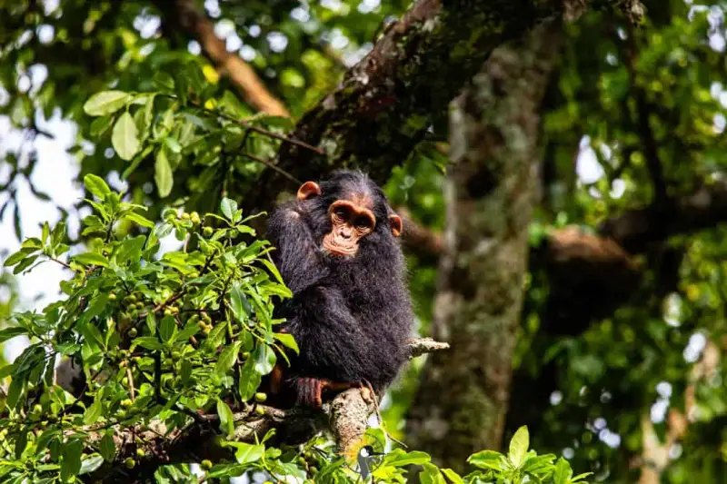 chimpanzee - kibale forest
                                
                              