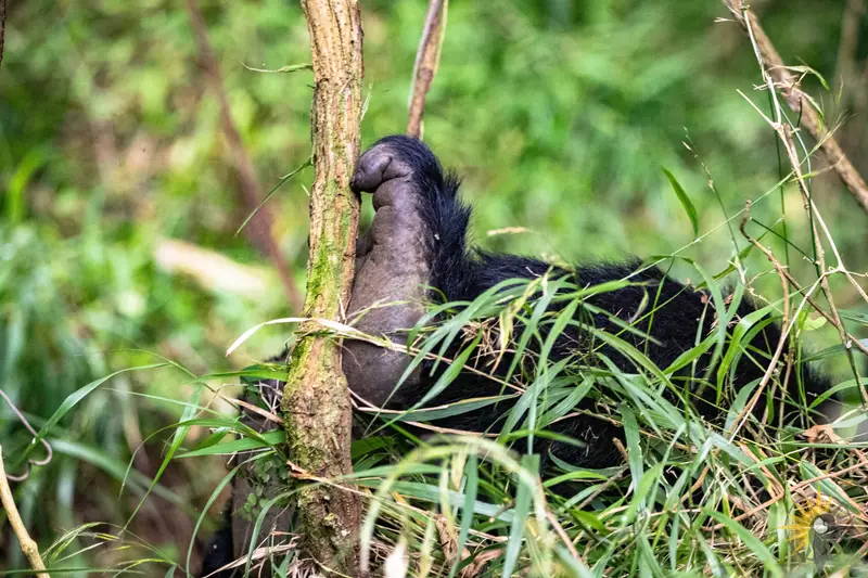 gorilla leg
                              