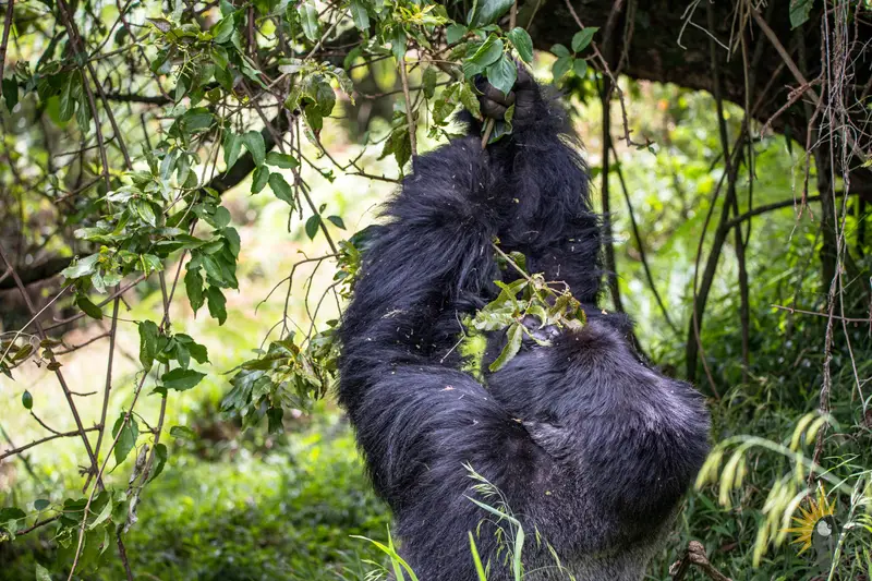 gorilla eats
                              