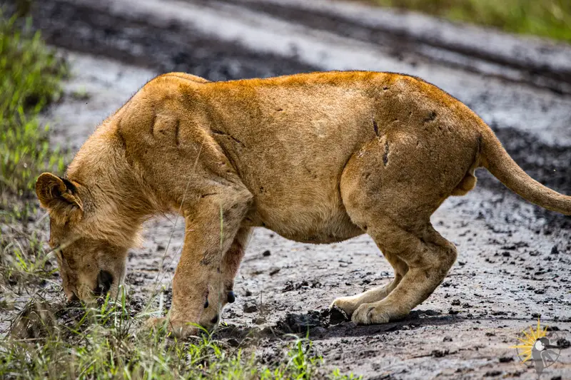 
                                lion in queen Elizabeth national park
                              
                              