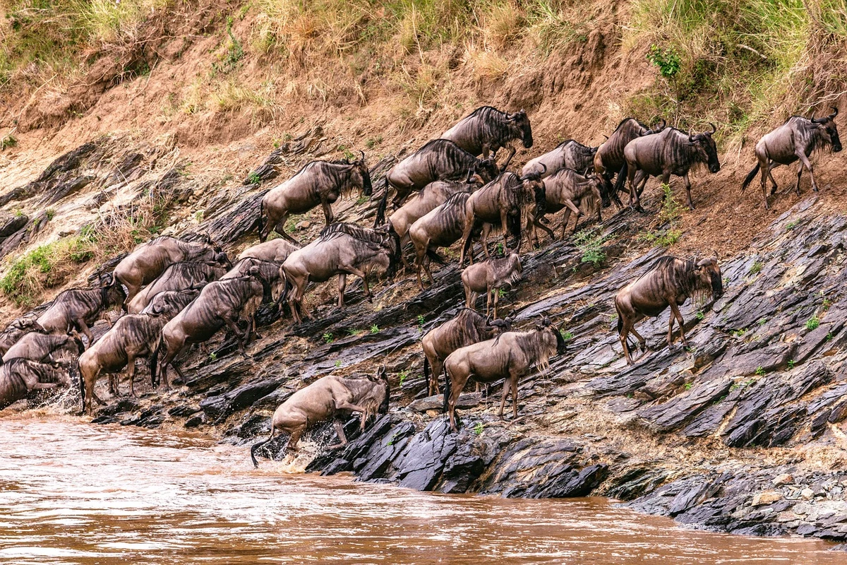 Blue wildbeest crossing during the great migration