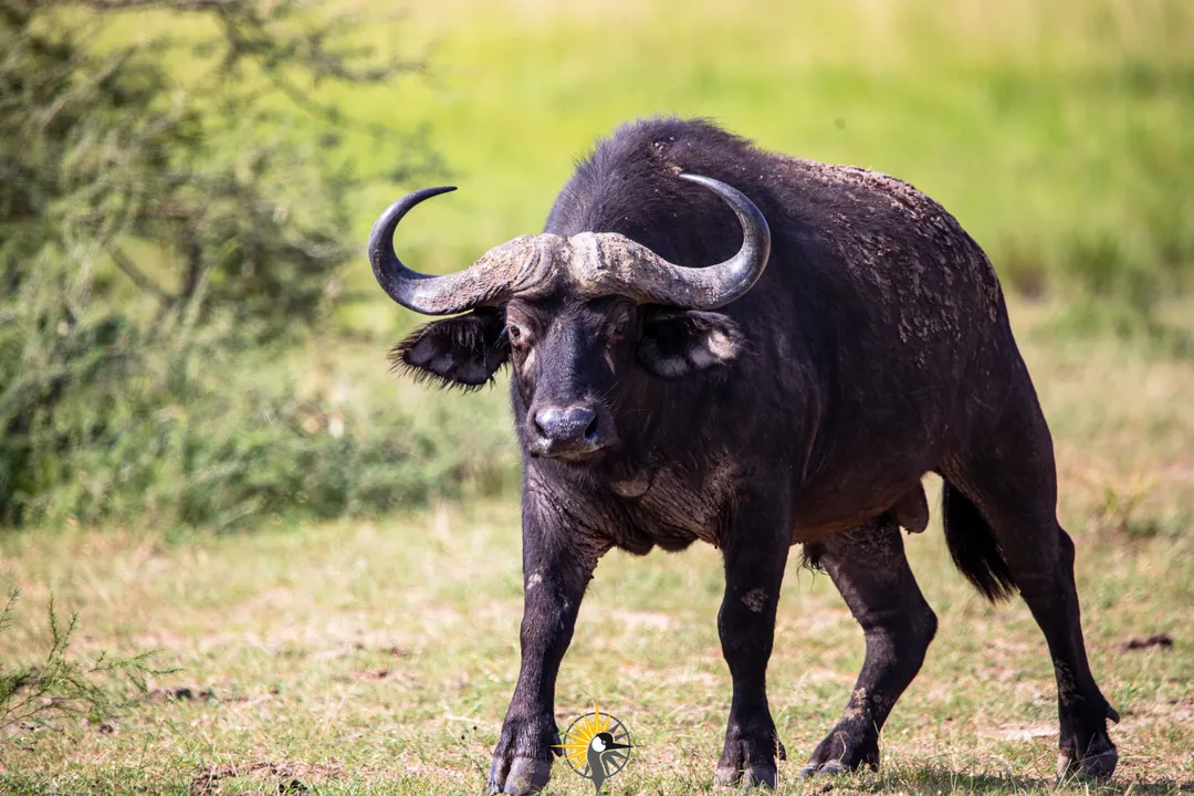 Buffalo in Queen Elizabeth NP 