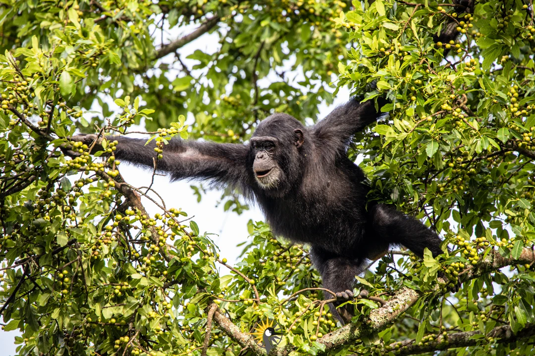 Chimpanzee in a  tree