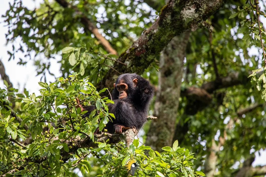 Chimpanzee  in Rwanda
                              