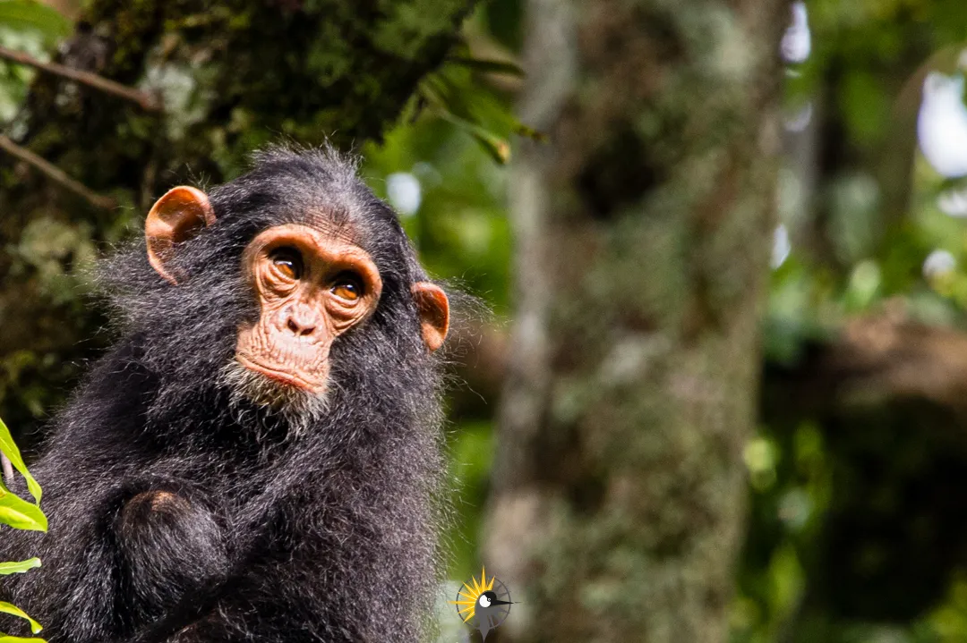 chimpanzee viewed closely