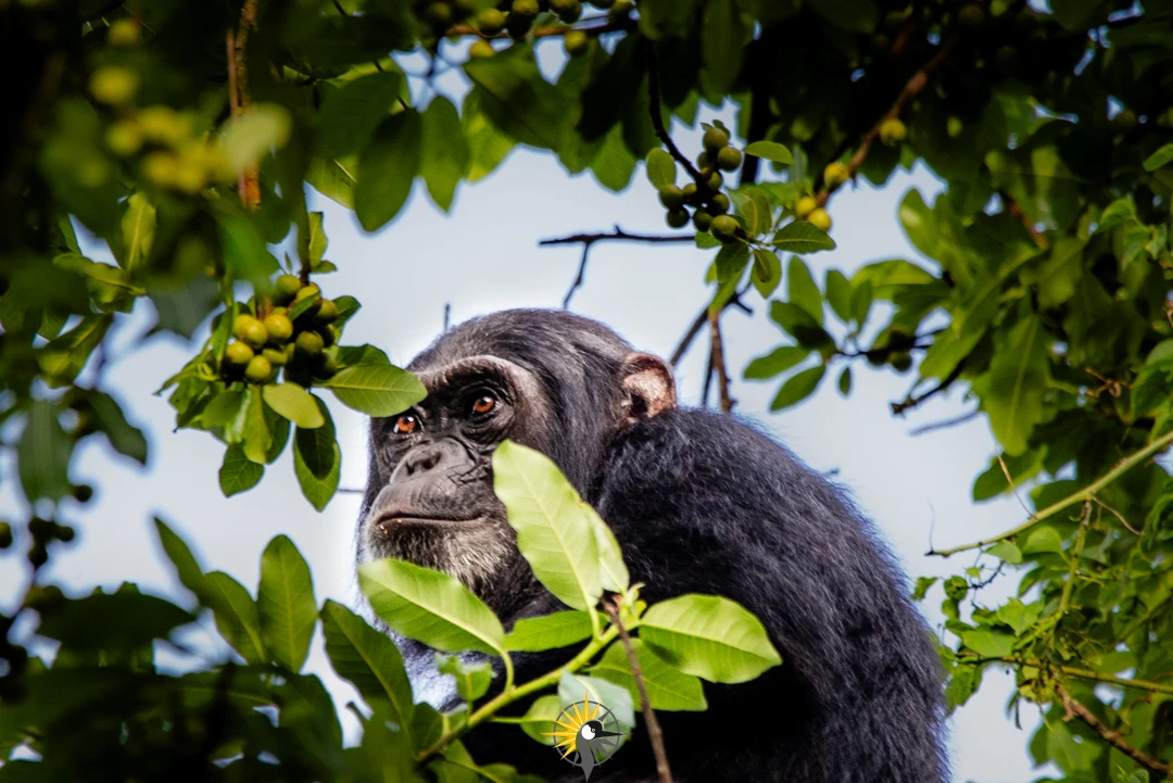 close up of  a  Chimpanzee