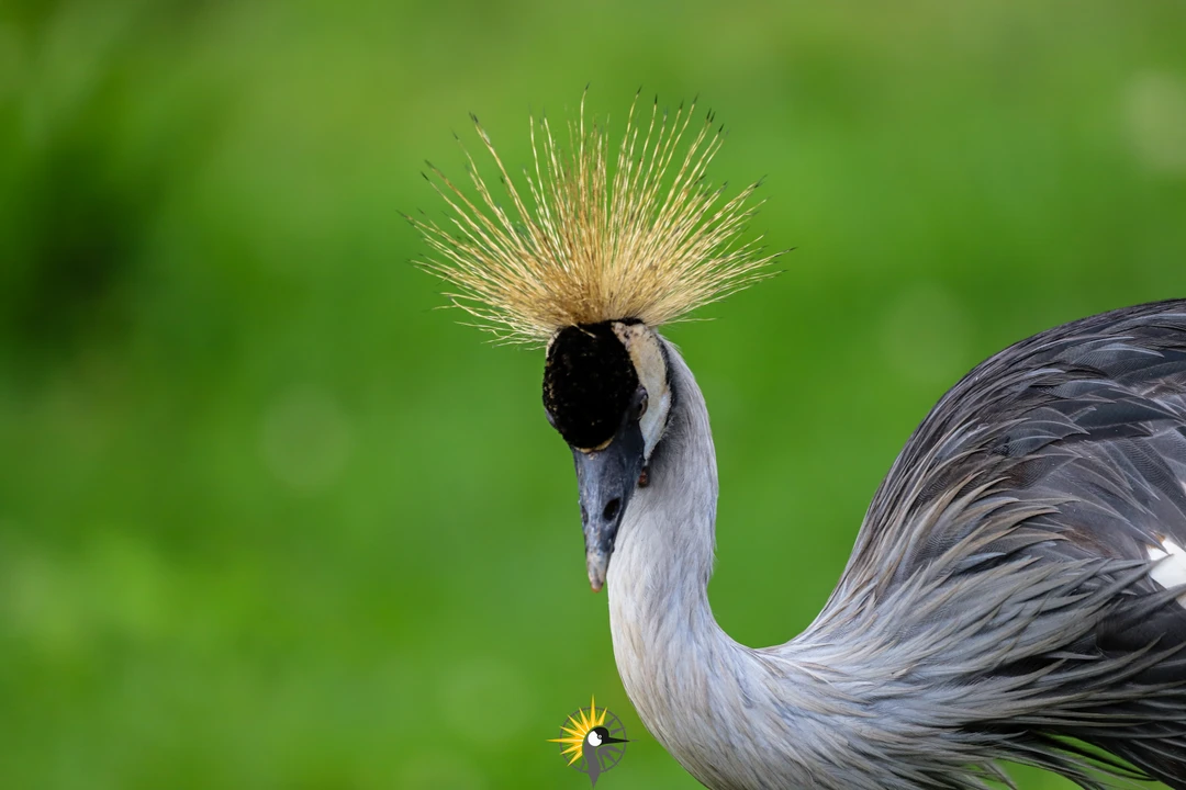 crested crane