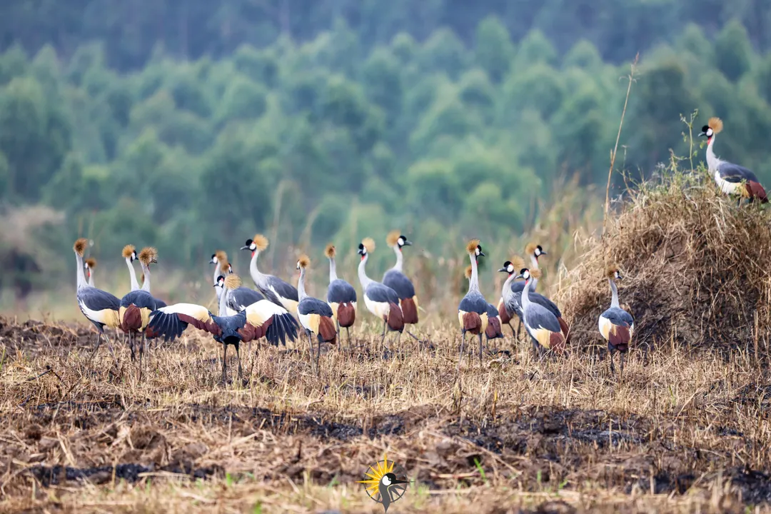 Crested cranes
                              