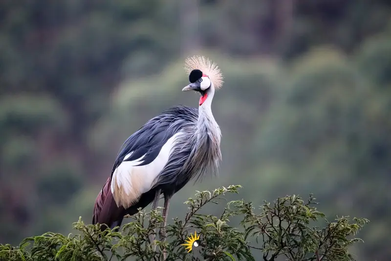 Uganda crane
                            