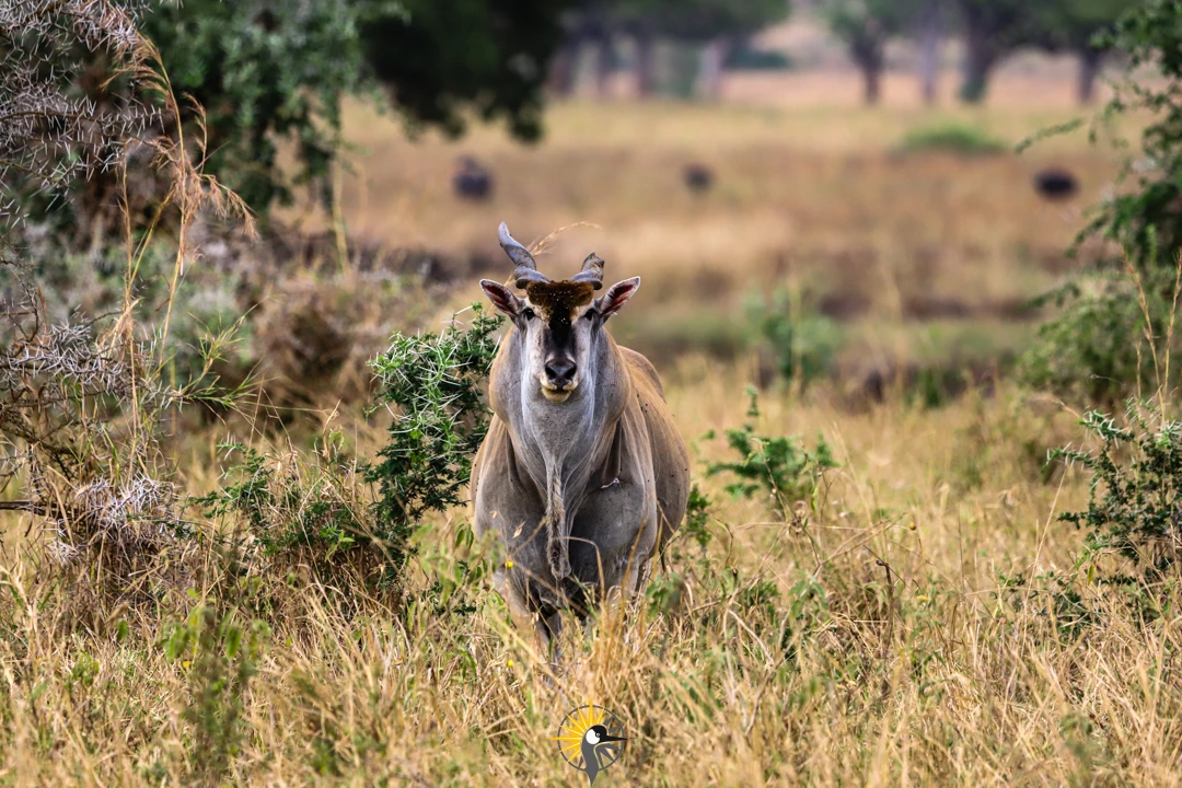 eland 