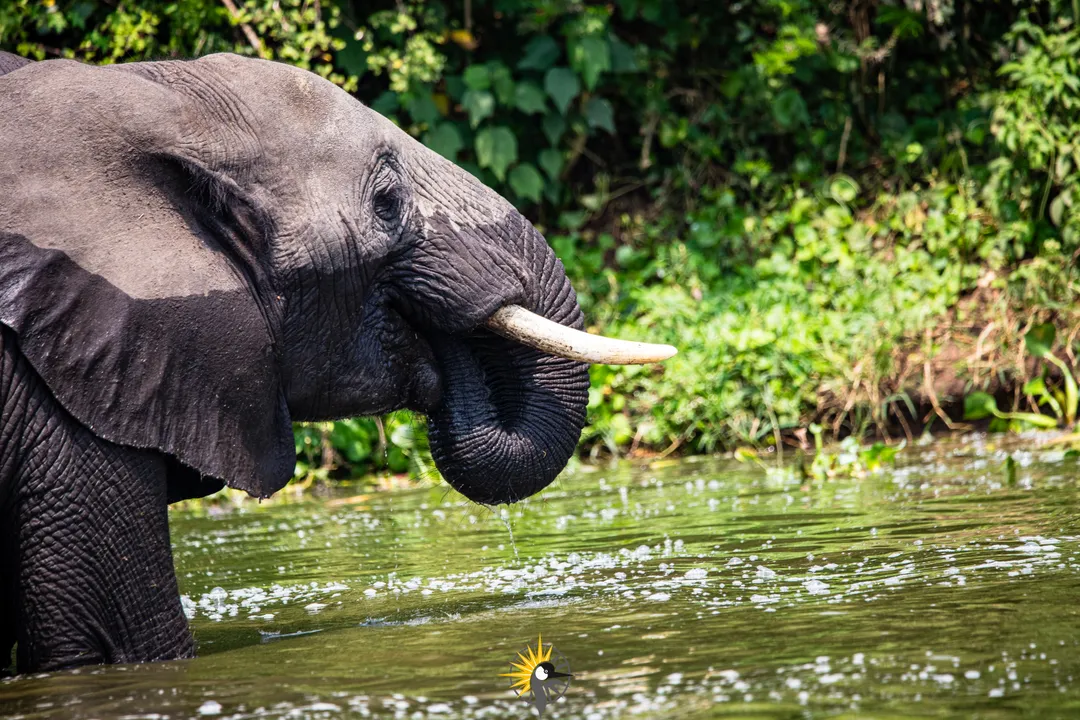 elephant at Kazinga channel