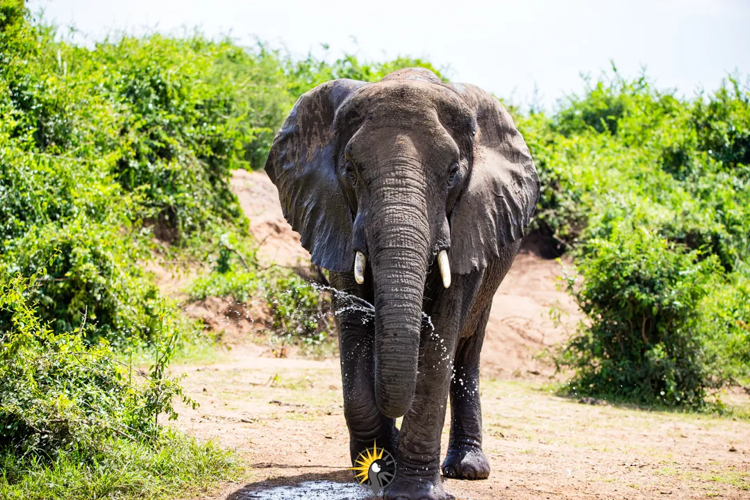 elephant at Kazinga channel