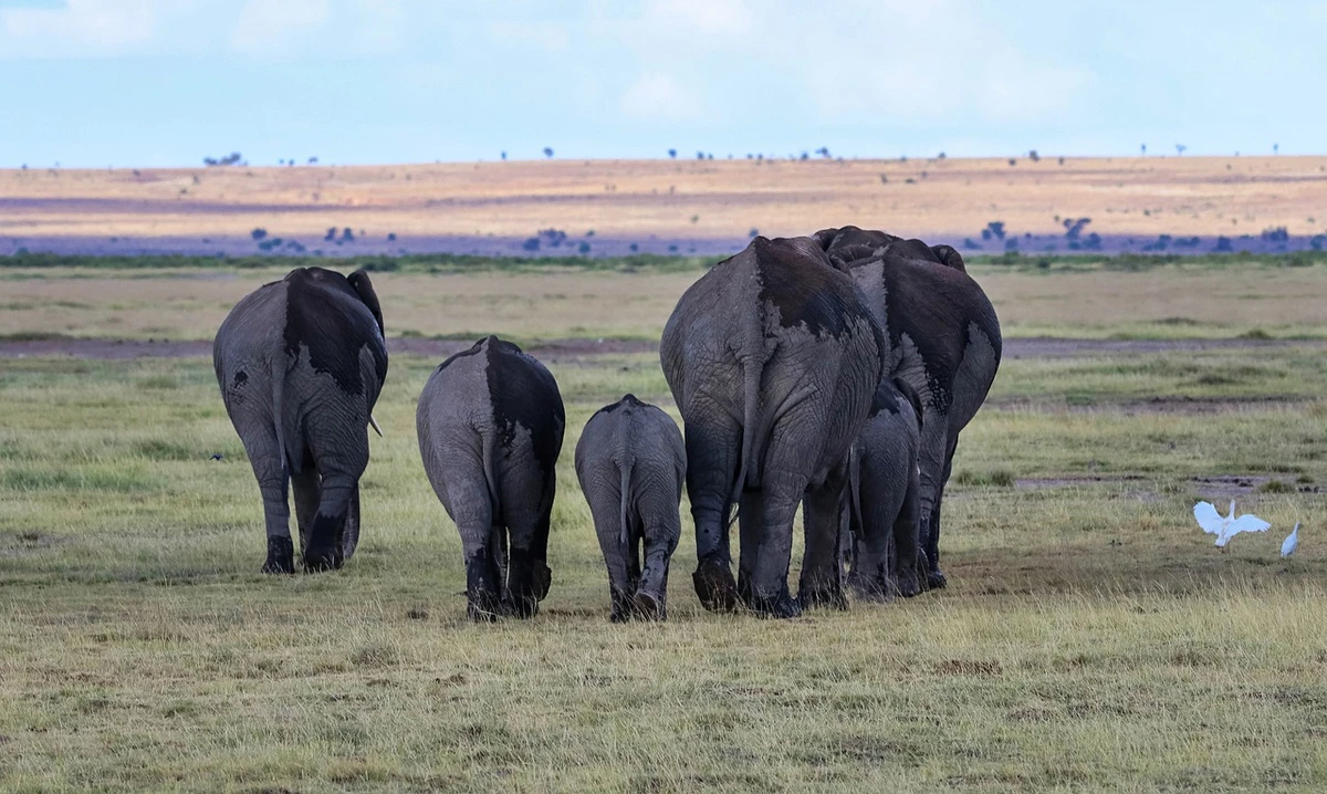 Elephants at Amboseli National Park