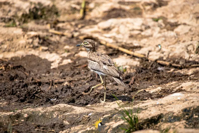 bird at Kazinga channel