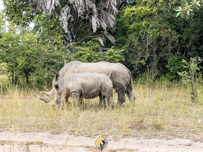 rhinos at Zziwa rhino sanctuary