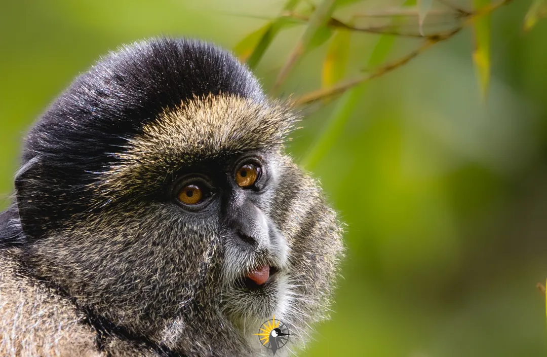 face of a golden monkey