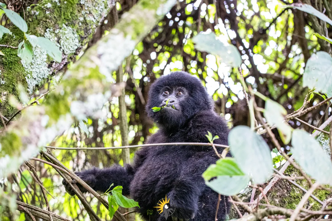 female gorilla in a tree
                              