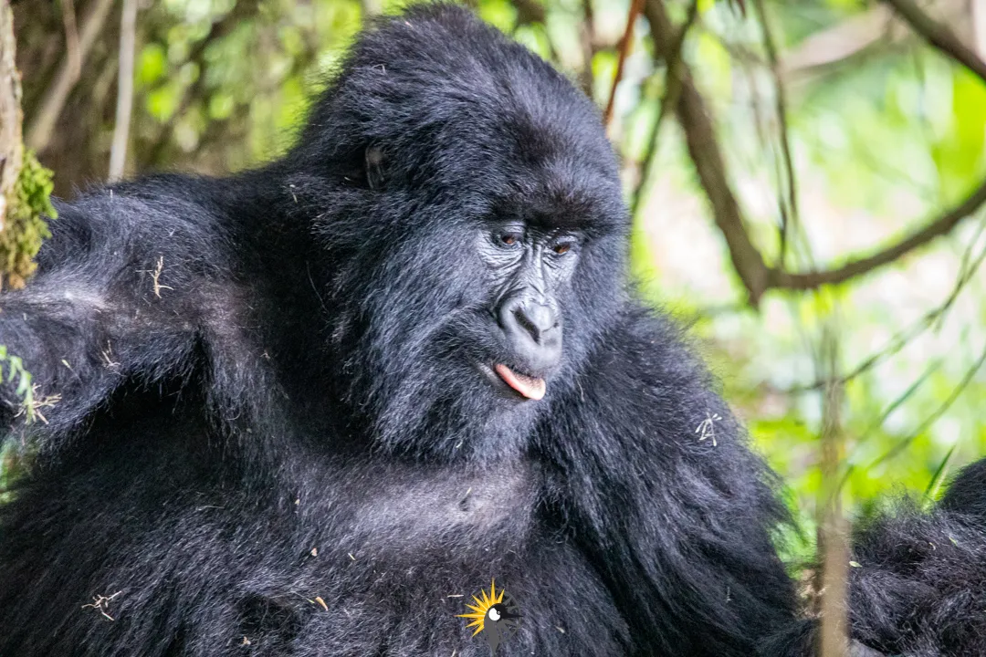 female gorilla in Mgahinga
                              