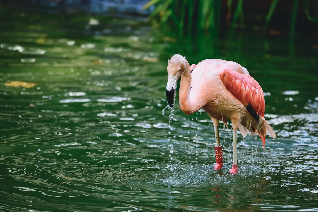 Flamingo bird