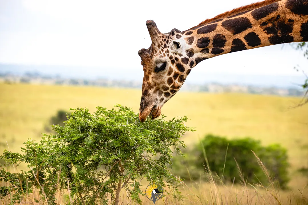 giraffe at akagera