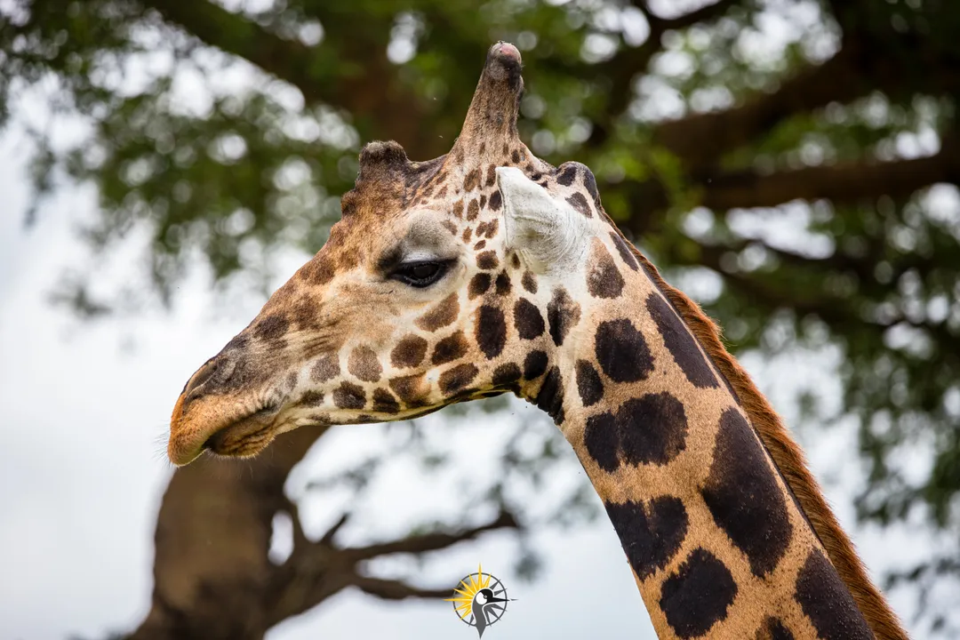 Giraffe head