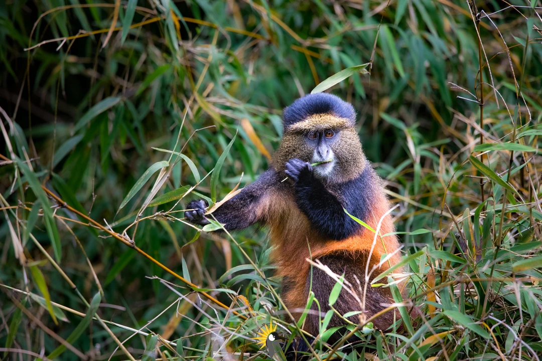 golden monkey eating a bamboo