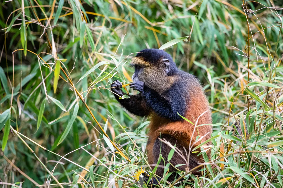 golden monkey feeding