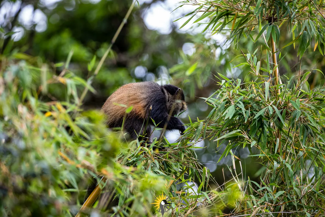 golden monkey in Rwanda
                              