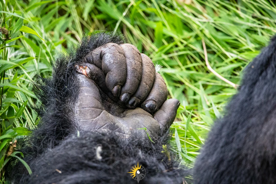 gorilla fist