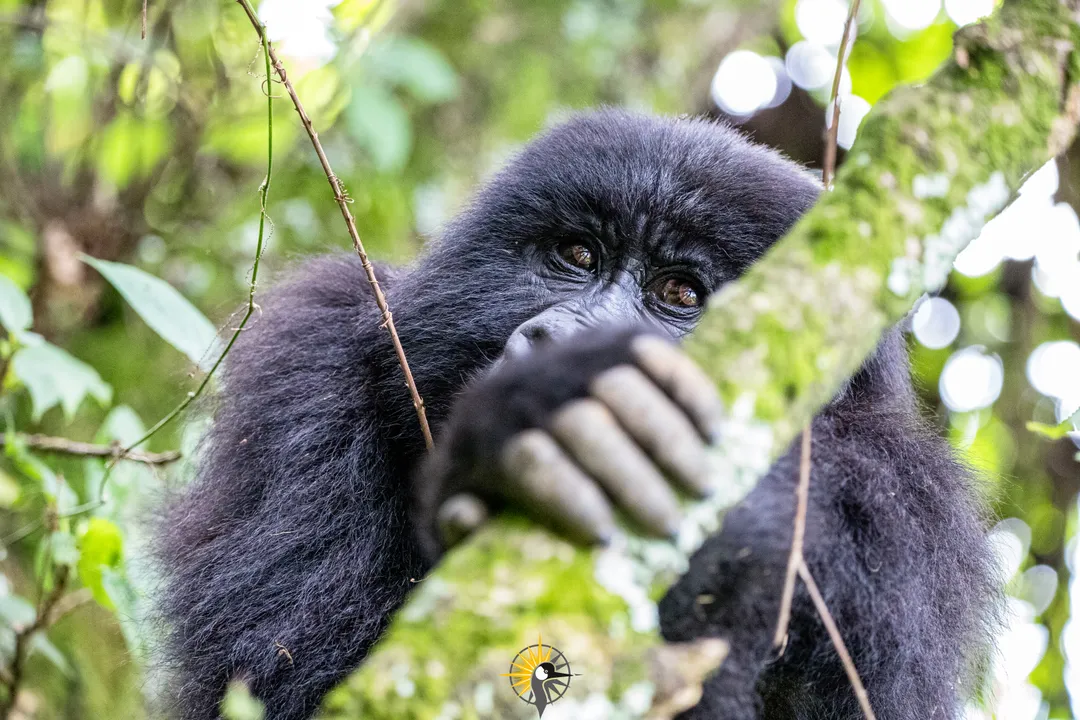 gorilla holding a tree branch