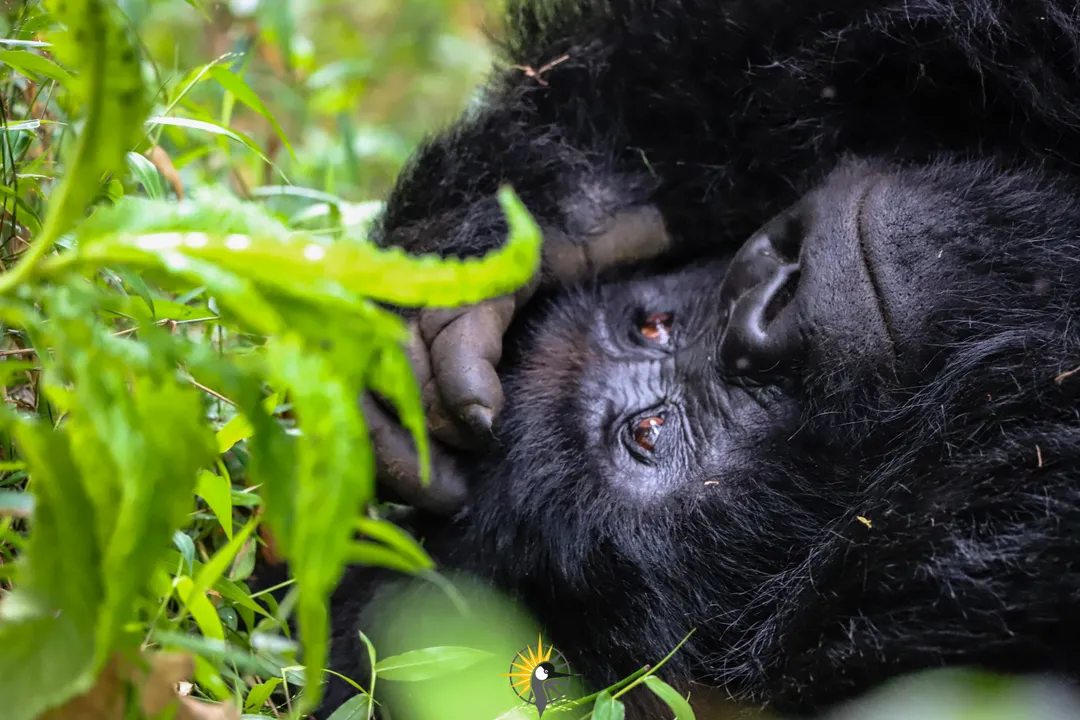 Gorilla lying in a thicket