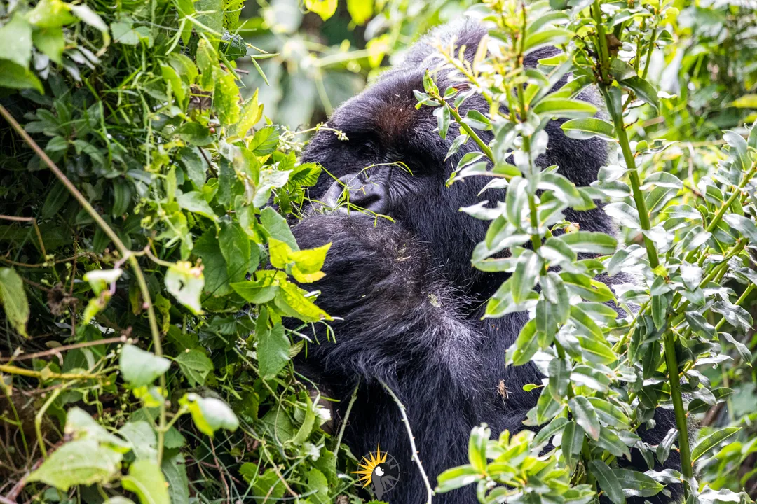 Gorilla silverback in a thicket
                              