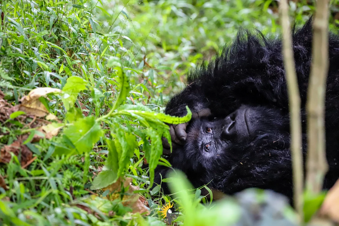 Gorilla sleeping