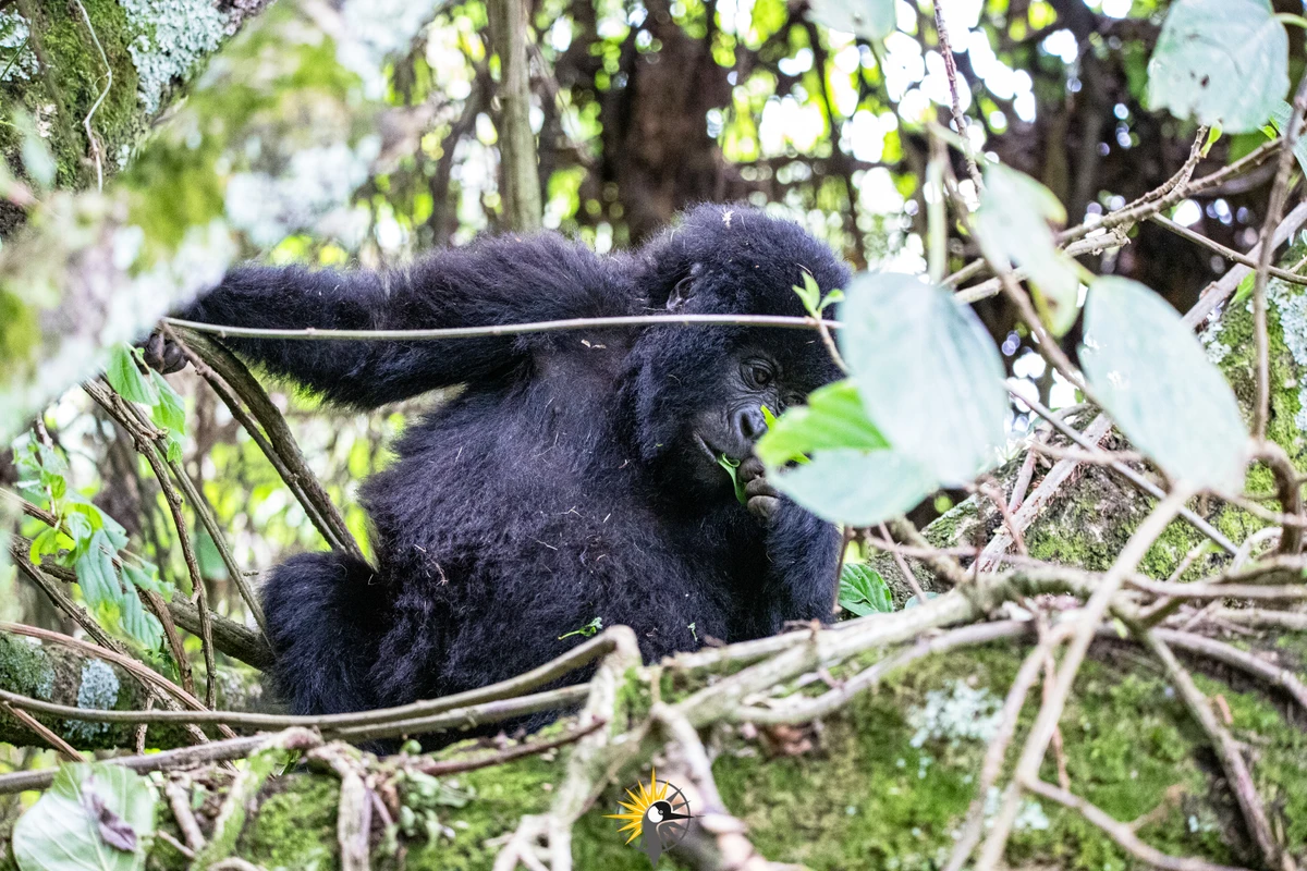 gorilla up in a tree eating