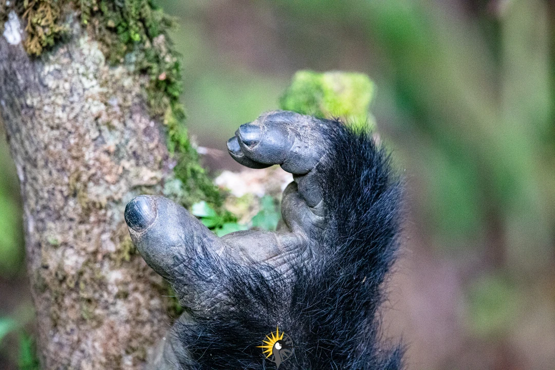 Gorillas hand