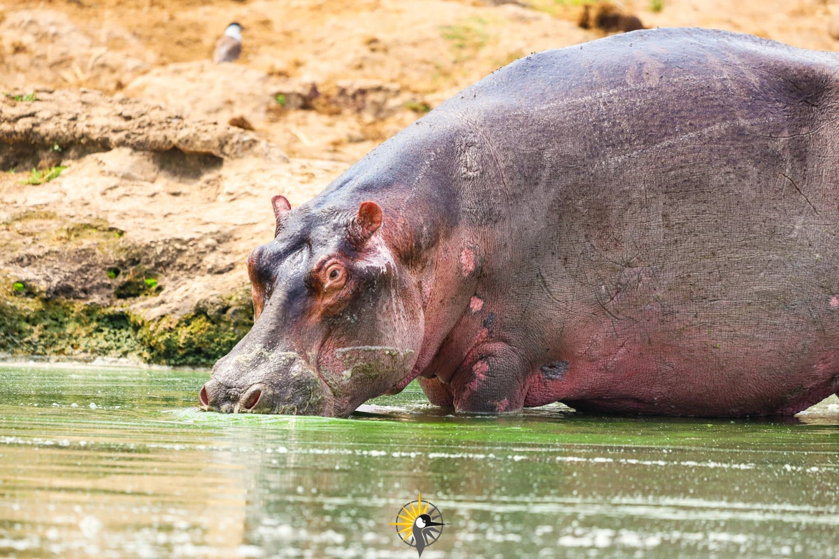 hippo