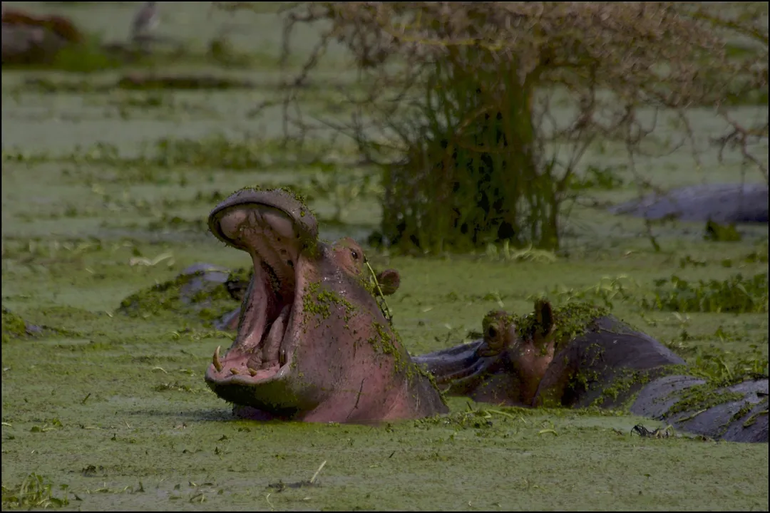 Hippo at Lake Manyara