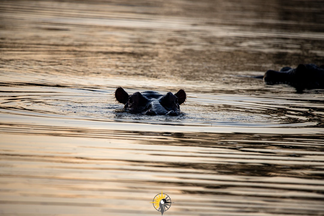 hippo in water