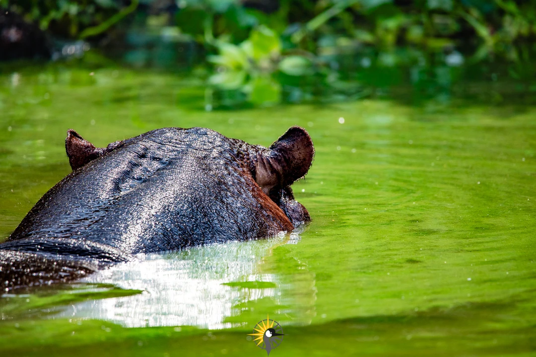 Hippopotamus