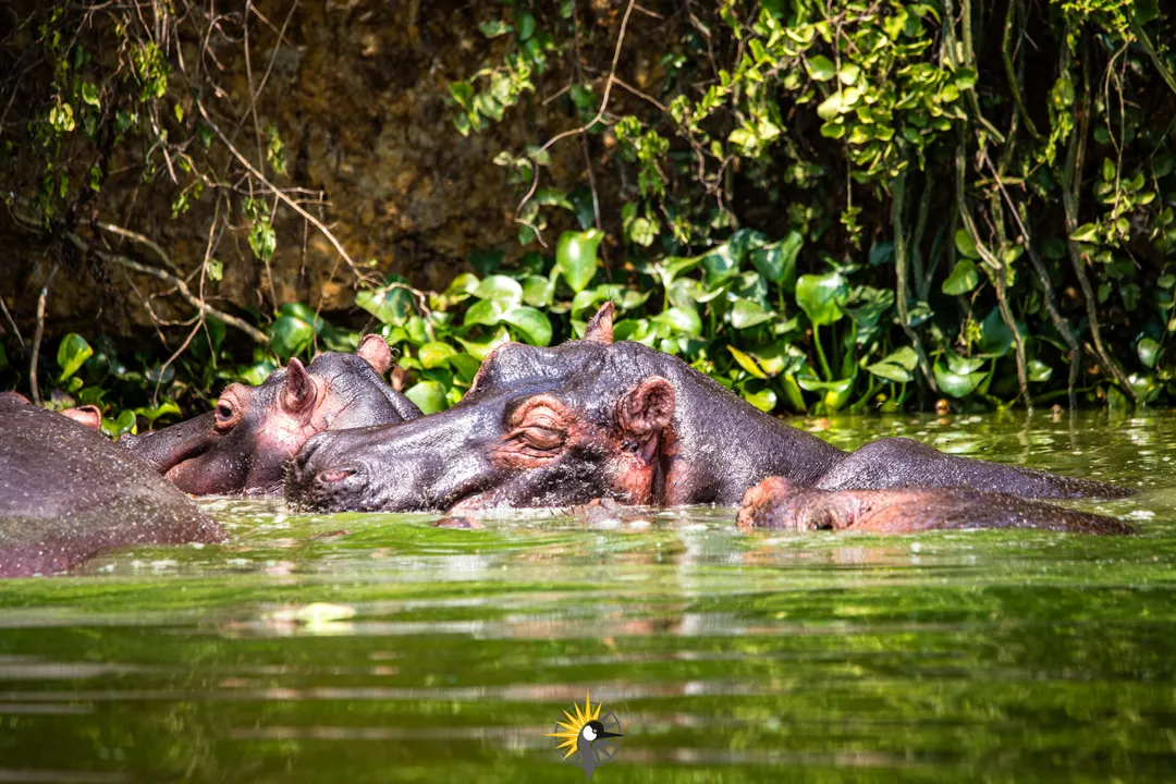 hippos at Kazinga channel
                              