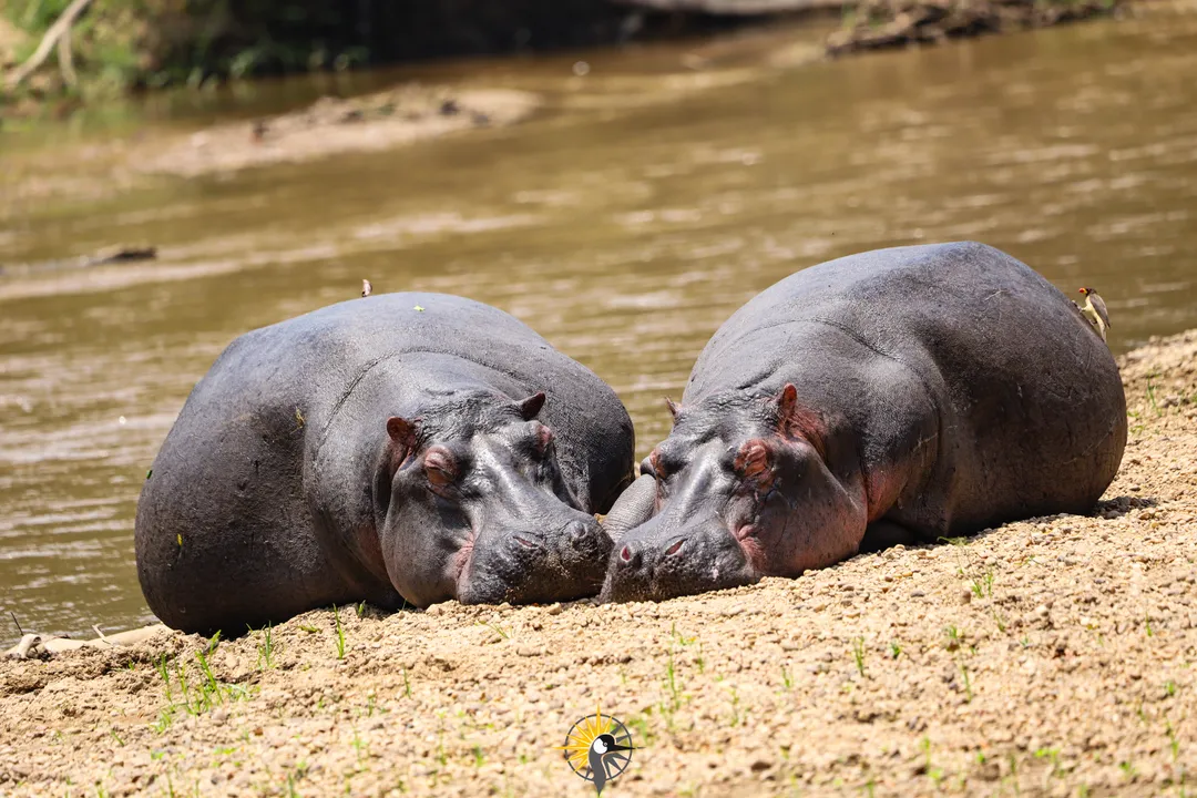 Hippos at queen elizabeth national park