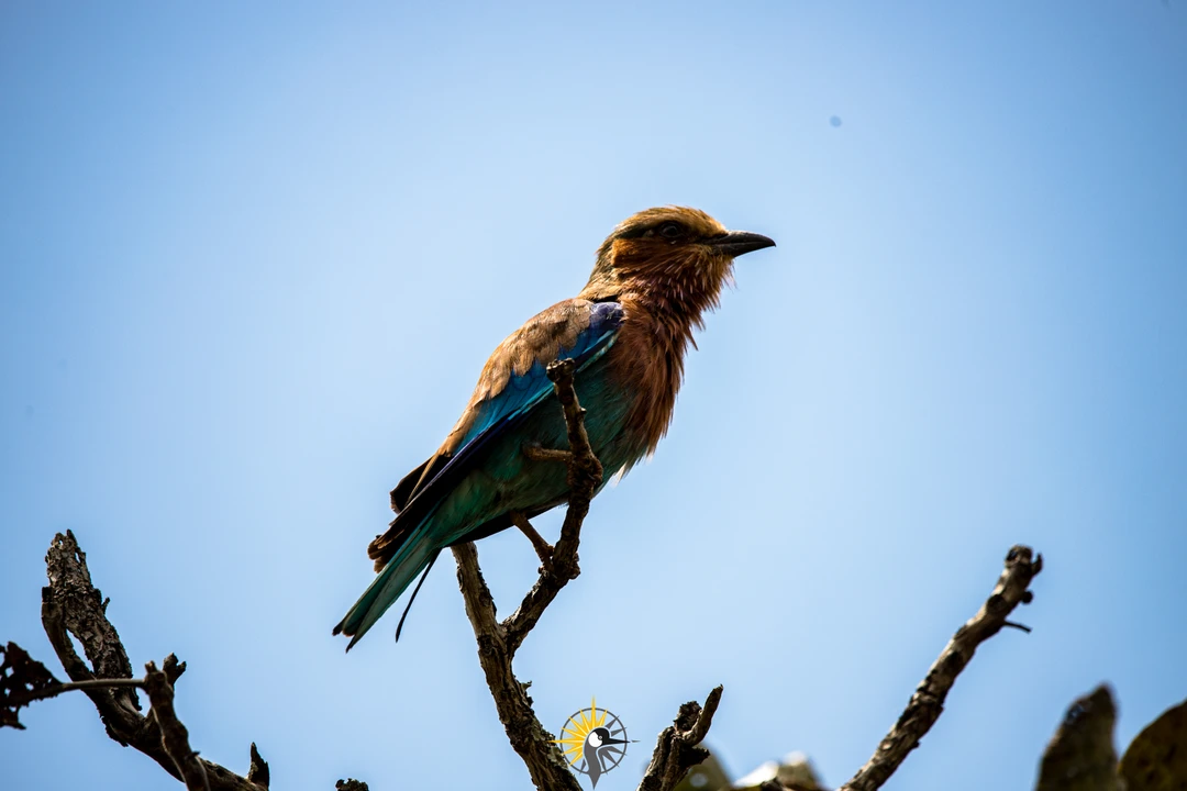 Lilac Breasted Roller