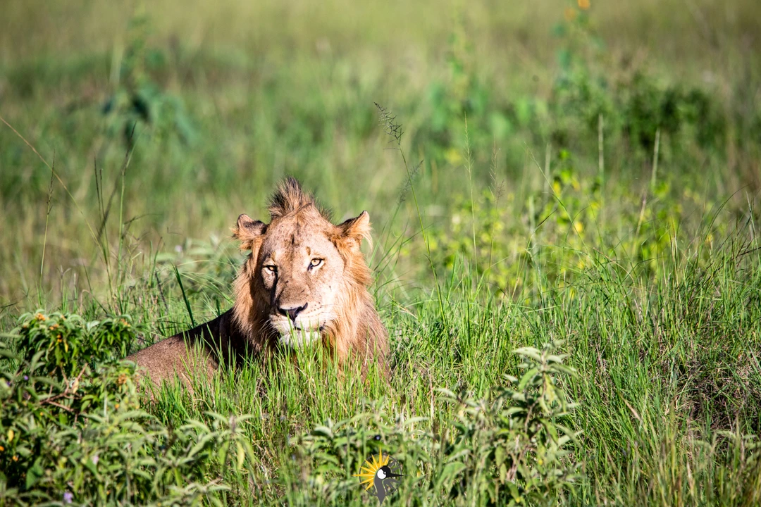 lion in qenp