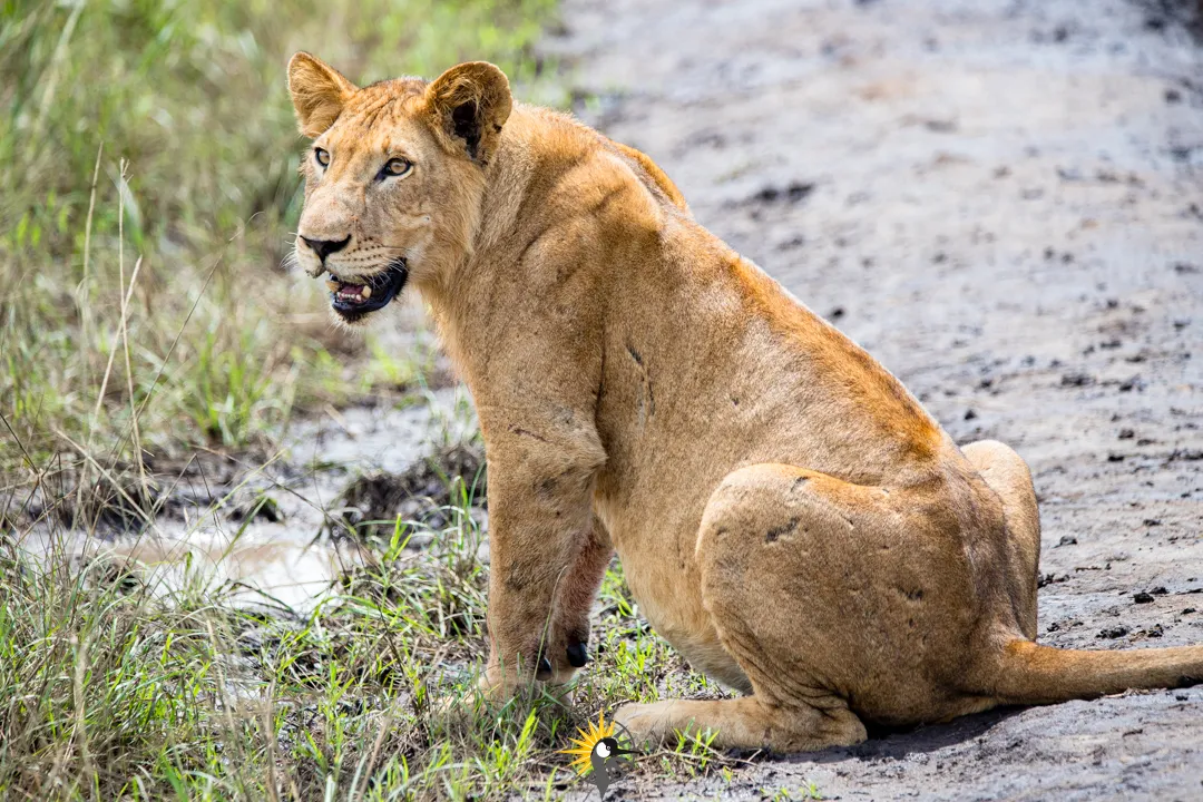 lion sitting