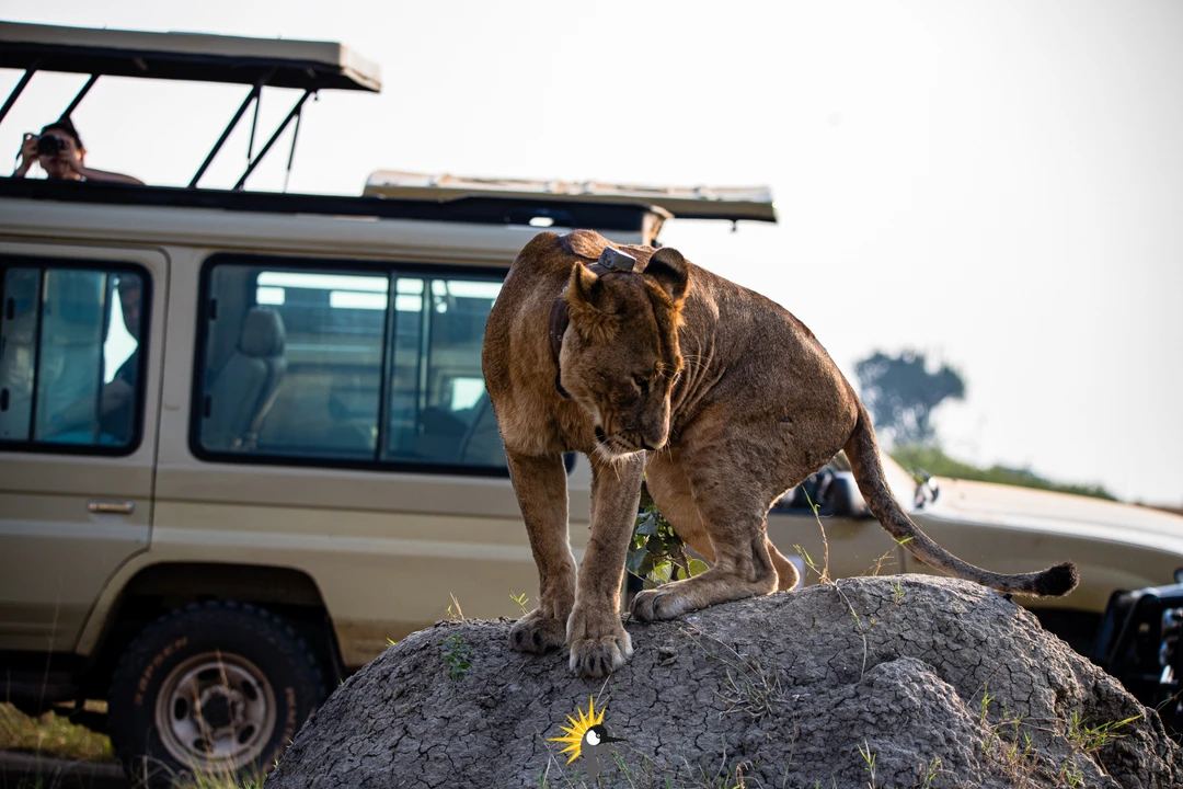 lioness